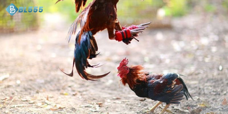 Cách nuôi gà đá cựa dắt khi chọn giống và khi từ nhỏ