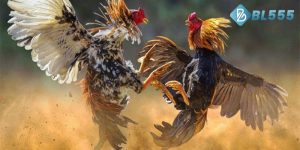 Hướng Dẫn Cách Nuôi Gà Đá Cựa Sắt Chuẩn Từ Chuyên Gia BL555